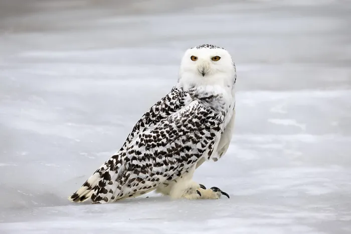 Framed Print : Snowy owl (Nyctea scandiaca), snowy owl Framed Print : Snowy owl (Nyctea scandiaca), snowy owl