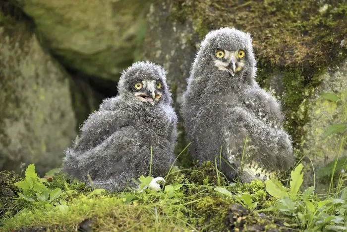 Framed Print : Snowy Owls (Nyctea scandiaca), two fledglings calling