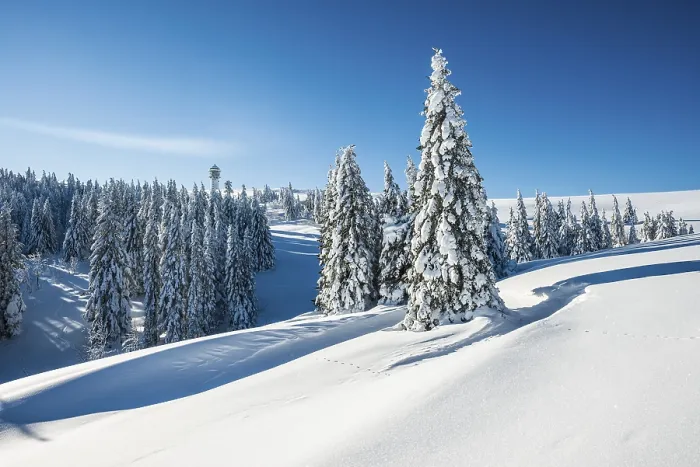 Framed Print : Snowy pine trees on Mount Seebuck Framed Print : Snowy pine trees on Mount Seebuck