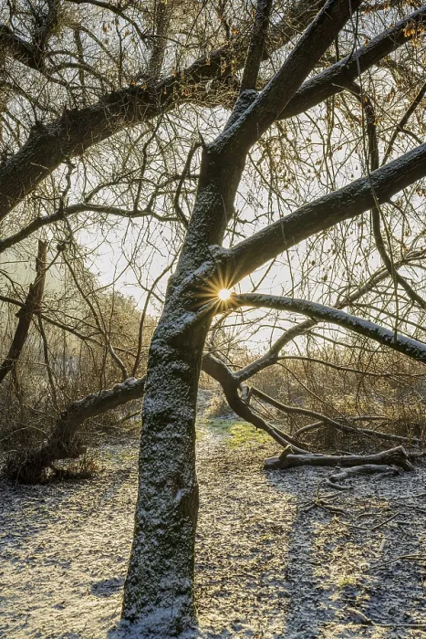 Framed Print : In a snowy riparian forest, the sun shines through the branches of a tree Framed Print : In a snowy riparian forest, the sun shines through the branches of a tree