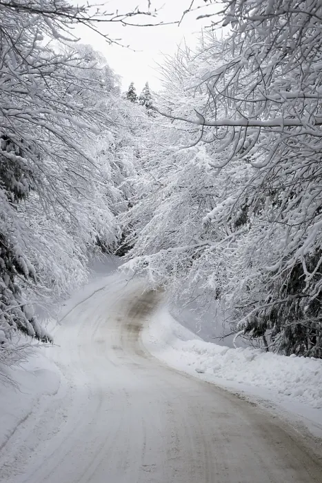 Framed Print : Snowy road, trees, winter, Canada Framed Print : Snowy road, trees, winter, Canada
