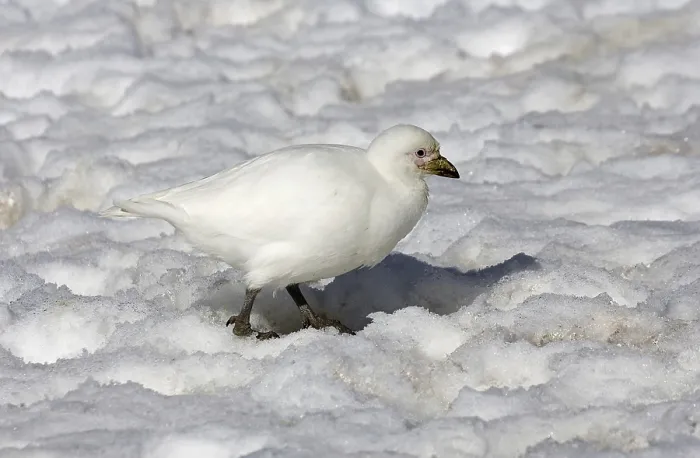 Framed Print : Snowy Sheathbill (Chionis alba) Framed Print : Snowy Sheathbill (Chionis alba)