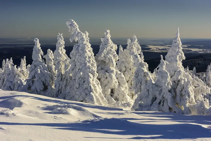 Framed Print : Snowy Spruces (Picea) on Brocken