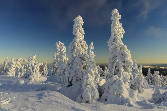 Framed Print : Snowy Spruces (Picea) on the winterly snow-covered Brocken Framed Print : Snowy Spruces (Picea) on the winterly snow-covered Brocken