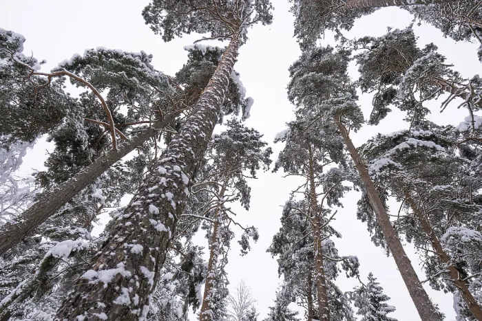 Framed Print : Snowy, towering, snow-laden pine trees in a forest near Jonkoping Framed Print : Snowy, towering, snow-laden pine trees in a forest near Jonkoping