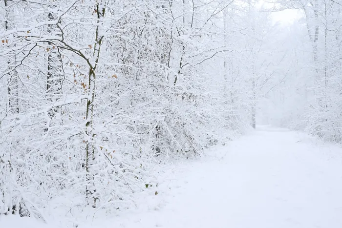 Framed Print : Snowy trail through deciduous forest in winter Framed Print : Snowy trail through deciduous forest in winter