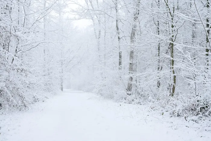 Framed Print : Snowy trail through deciduous forest in winter
