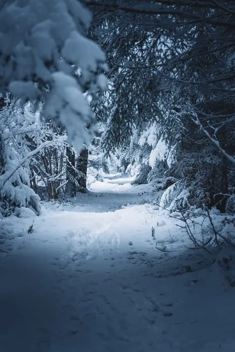 Framed Print : Snowy trail through a dense, quiet forest area with a cold winter atmosphere Framed Print : Snowy trail through a dense, quiet forest area with a cold winter atmosphere