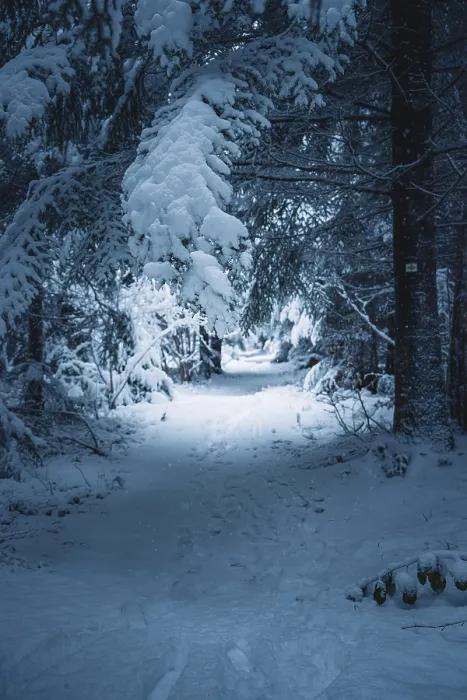 Framed Print : A snowy trail through a forest in a quiet winter scene