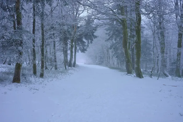 Framed Print : A snowy trail through a quiet winter forest with snow-covered trees