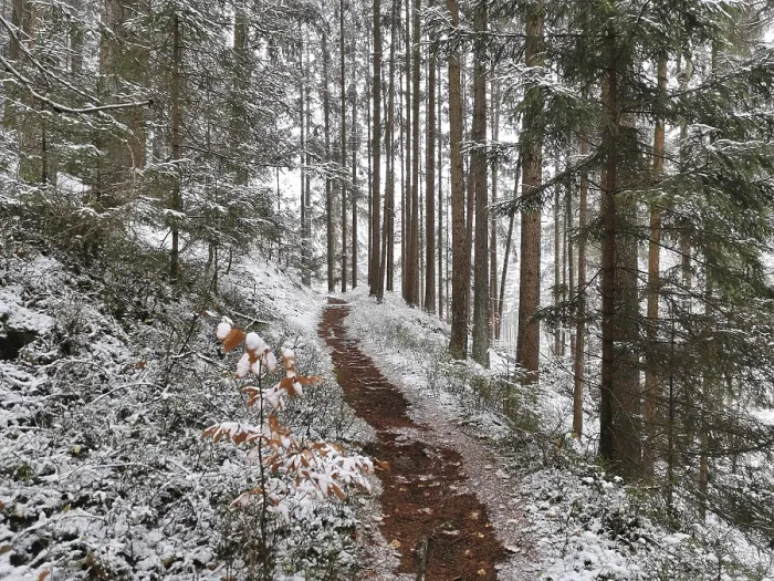 Framed Print : Snowy trail in winter forest, Fichtelgebirge Framed Print : Snowy trail in winter forest, Fichtelgebirge