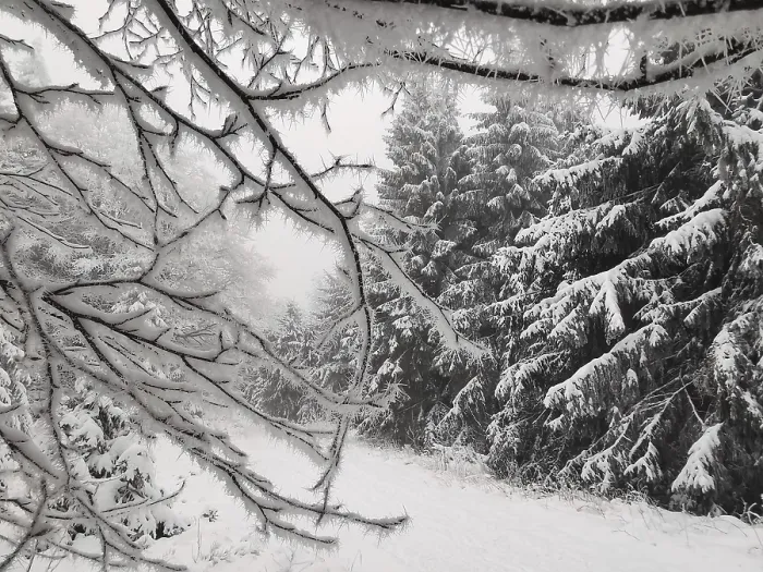 Framed Print : Snowy tree branches in a quiet winter forest