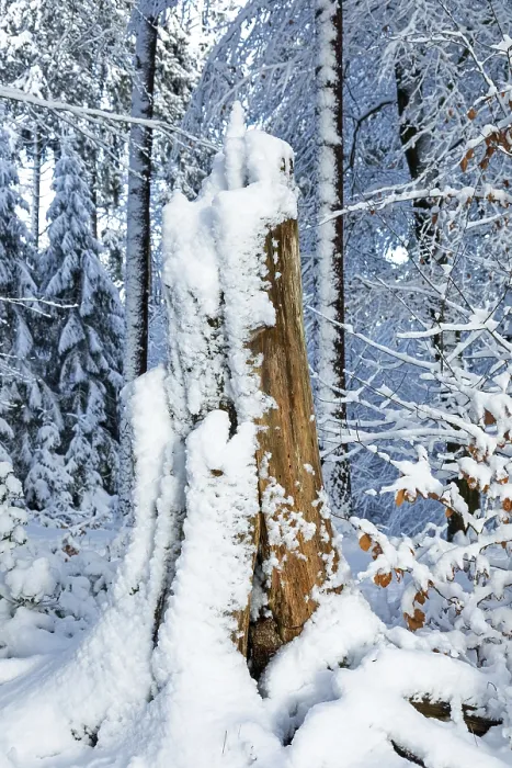 Framed Print : Snowy tree stump, tree trunk, forest Framed Print : Snowy tree stump, tree trunk, forest