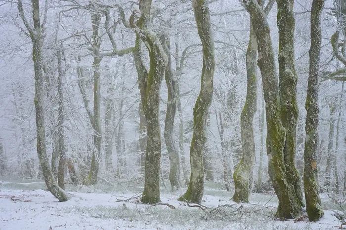 Framed Print : Snowy tree trunks in foggy winter forest