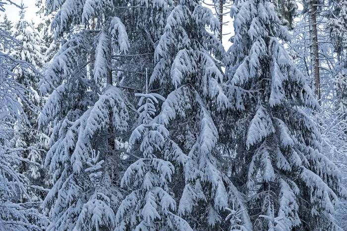 Framed Print : Snowy trees, conifers, forest, snow Framed Print : Snowy trees, conifers, forest, snow