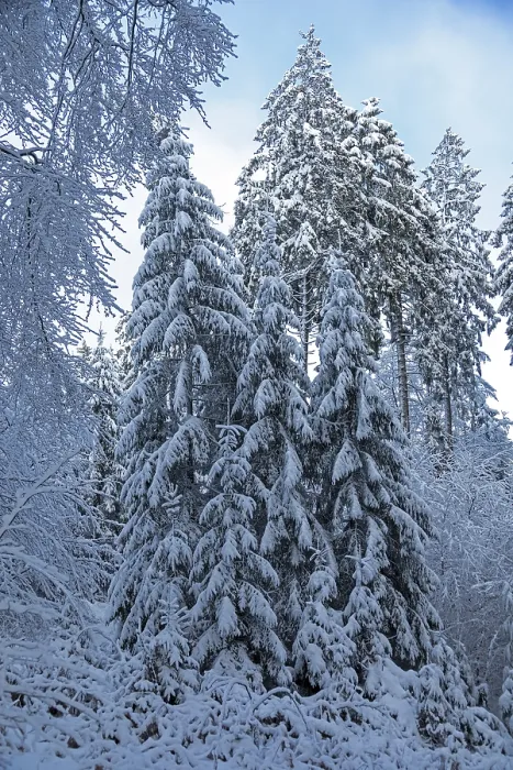 Framed Print : Snowy trees, conifers, forest, snow