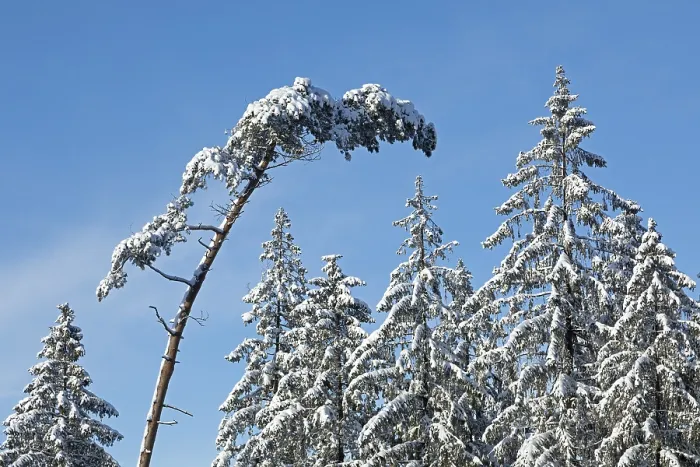 Framed Print : Snowy trees, conifers, forest, snow Framed Print : Snowy trees, conifers, forest, snow