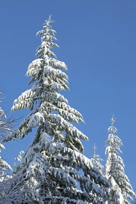 Framed Print : Snowy trees, conifers, forest, snow