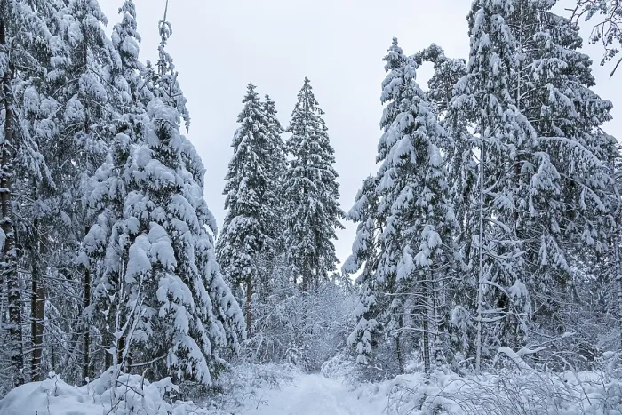 Framed Print : Snowy trees, conifers, forest, snow