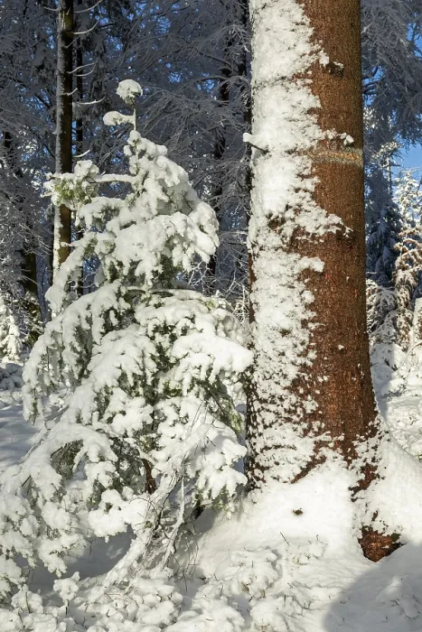 Framed Print : Snowy trees, forest, conifer, tree trunk Framed Print : Snowy trees, forest, conifer, tree trunk
