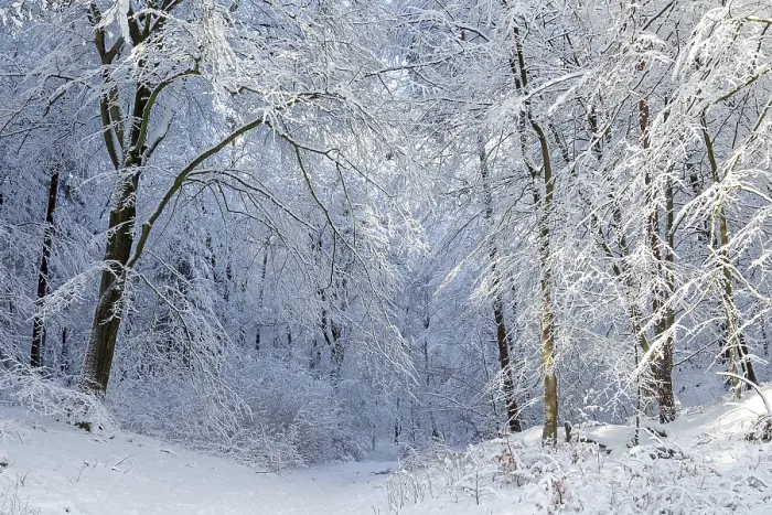 Framed Print : Snowy trees, forest, path, snow Framed Print : Snowy trees, forest, path, snow
