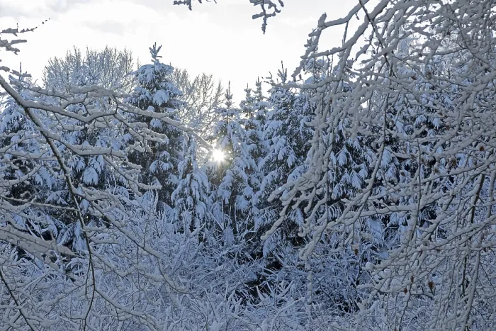 Framed Print : Snowy trees, forest, sun, snow Framed Print : Snowy trees, forest, sun, snow