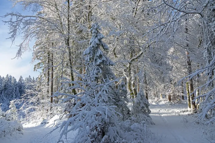 Framed Print : Snowy trees, forest, trails, snow