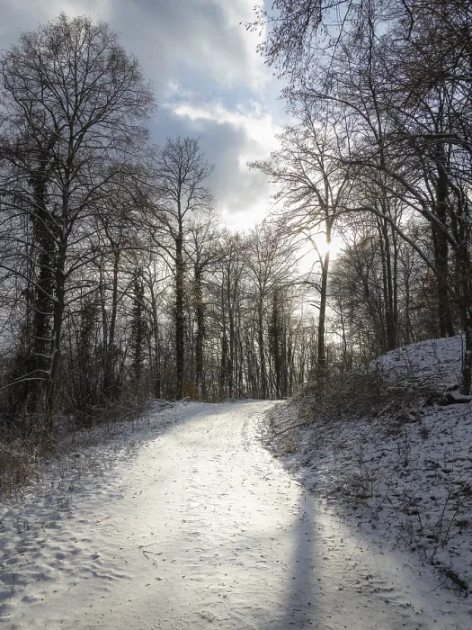 Framed Print : Snowy trees in an oak forest in Burgenland