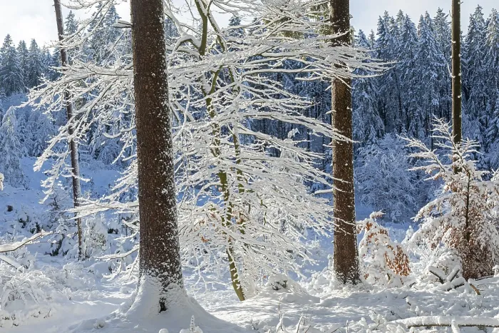 Framed Print : Snowy trees, tree trunks, forest Framed Print : Snowy trees, tree trunks, forest