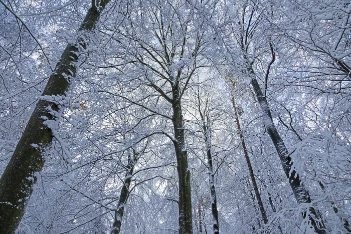 Framed Print : Snowy trees, treetops, forest, snow Framed Print : Snowy trees, treetops, forest, snow