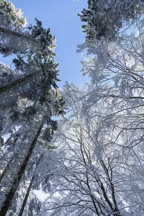 Framed Print : Snowy trees, treetops, forest, snow Framed Print : Snowy trees, treetops, forest, snow