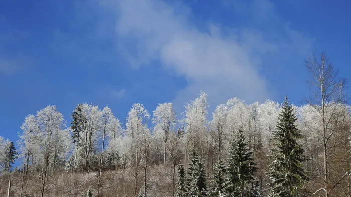 Framed Print : Snowy treetops of a forest against a blue sky