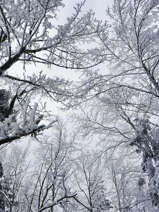 Framed Print : Snowy treetops stretch out into the quiet
