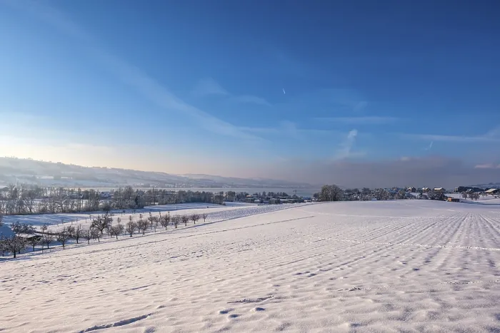 Framed Print : Snowy, wide field with a view of a distant row of trees and blue sky in the winter landscape Framed Print : Snowy, wide field with a view of a distant row of trees and blue sky in the winter landscape
