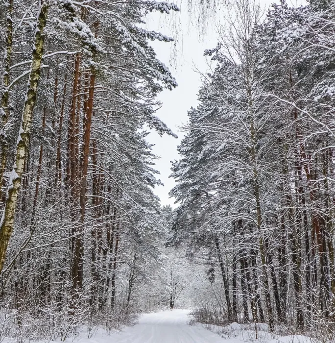 Framed Print : Snowy winter forest with beautiful trunks of pines and snow covered road