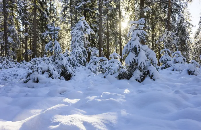 Framed Print : Snowy winter forest in morning sunlight Framed Print : Snowy winter forest in morning sunlight