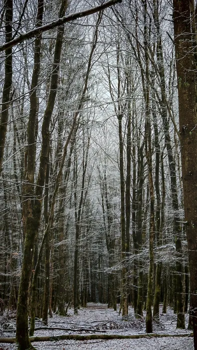 Framed Print : Snowy winter forest with tall, bare trees and a quiet path