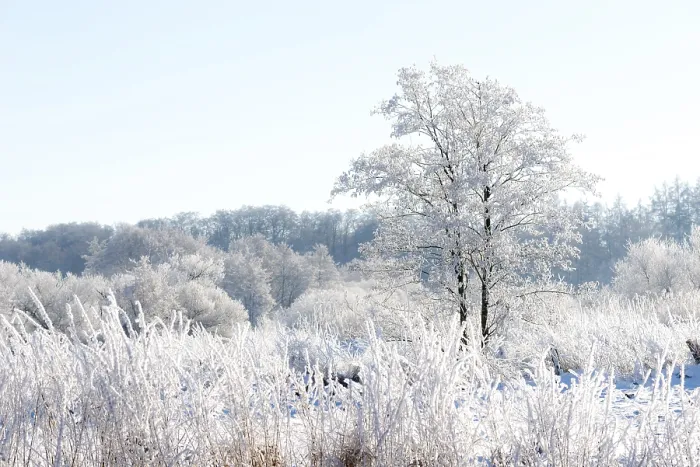 Framed Print : Snowy winter landscape with frost-covered trees Framed Print : Snowy winter landscape with frost-covered trees