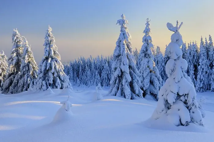 Framed Print : Snowy winter landscape in Harz National Park