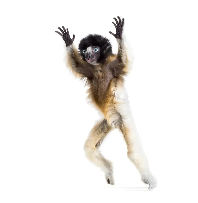 Framed Print : Soa, 4 months old, Crowned Sifaka