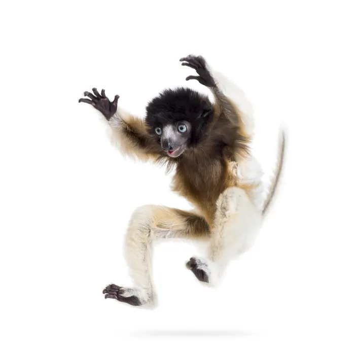 Framed Print : Soa, 4 months old, Crowned Sifaka