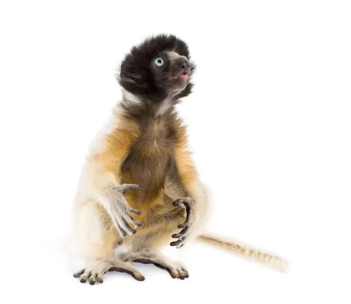 Framed Print : Soa, 4 months old, Crowned Sifaka sitting against white background Framed Print : Soa, 4 months old, Crowned Sifaka sitting against white background