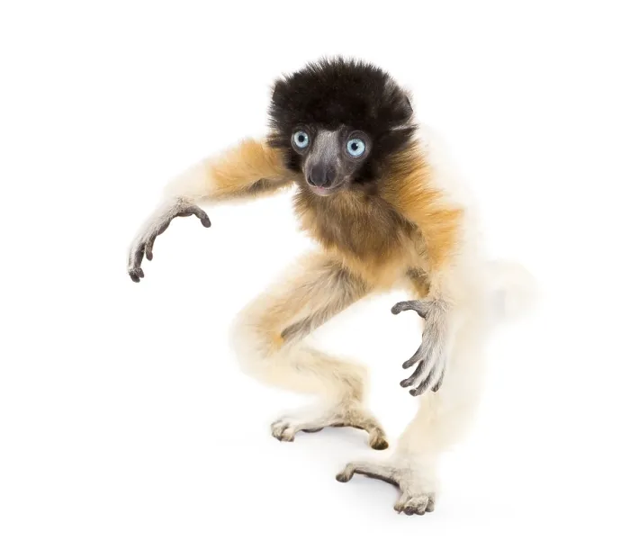 Framed Print : Soa, 4 months old, Crowned Sifaka standing against white background