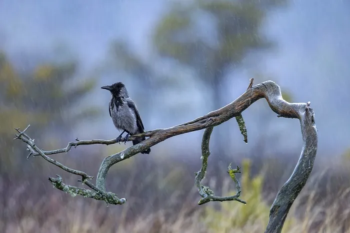 Framed Print : Soaking wet Northern European hooded crow (Corvus cornix cornix) Framed Print : Soaking wet Northern European hooded crow (Corvus cornix cornix)