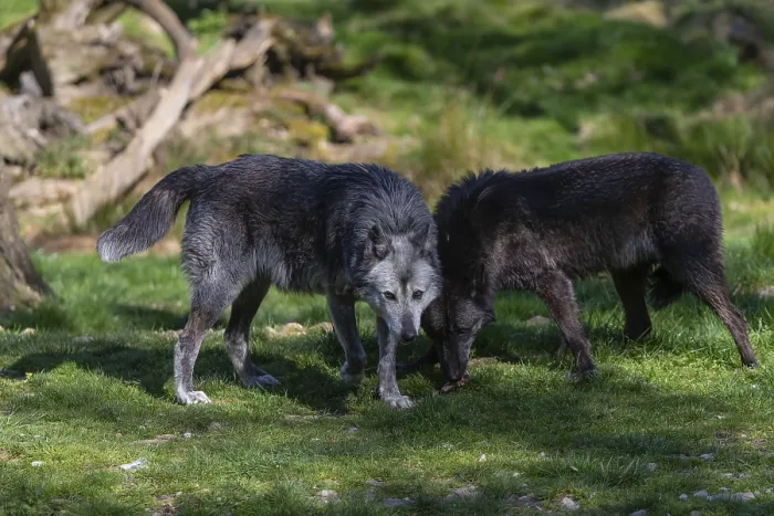 Framed Print : Social behaviour. Two Timberwolf