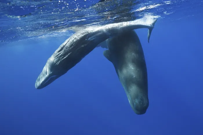 Framed Print : Socialising sperm whales, Physeter macrocephalus Framed Print : Socialising sperm whales, Physeter macrocephalus