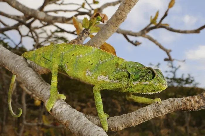 Framed Print : Socotra Chameleon, Socotra Chameleons
