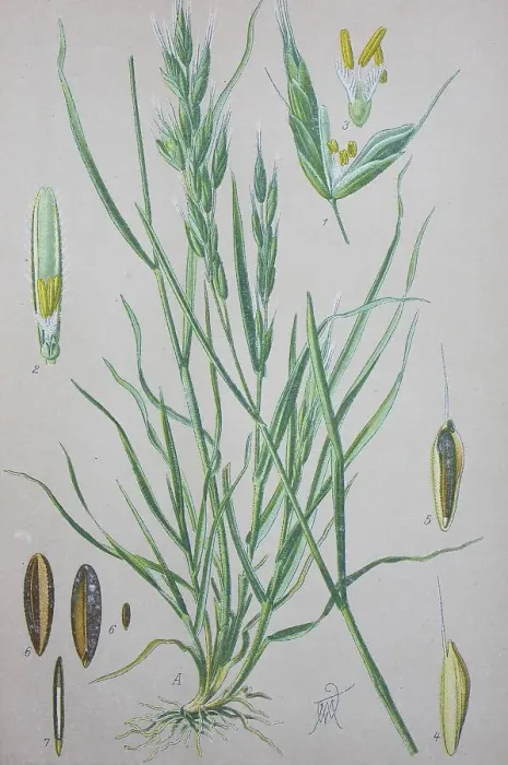 Framed Print : Soft brome (Bromus hordeaceus)