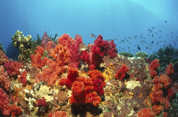 Framed Print : Soft corals, Fiji