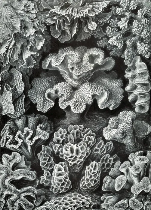 Framed Print : Soft corals, hexacorallia, six-pointed flower animals